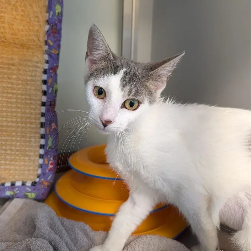 A young small-sized female White Domestic Short Hair cat named Ophelia for adoption in Boston, MA