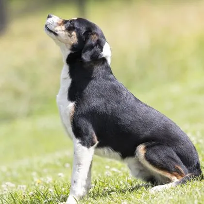An adult medium-sized male Black Mixed Breed dog named Onyx for adoption in Bedford, IN