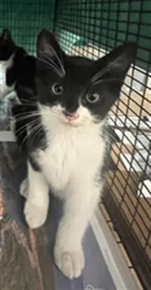 A baby small-sized male Domestic Short Hair cat named Nathan for adoption in Van Nuys, CA