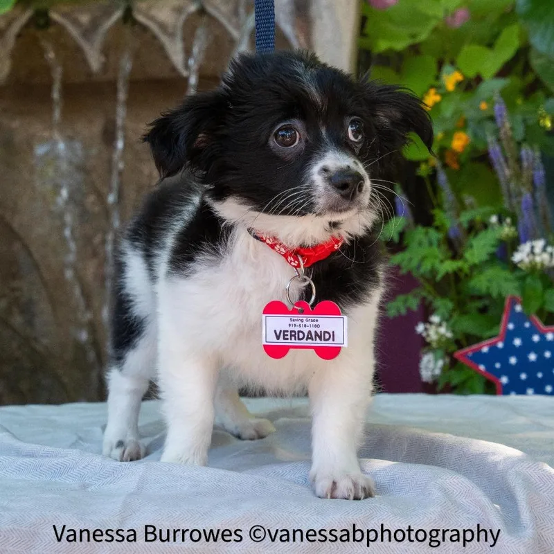 A baby small-sized female Black Chihuahua dog named Verdandi for adoption in Wake Forest, NC