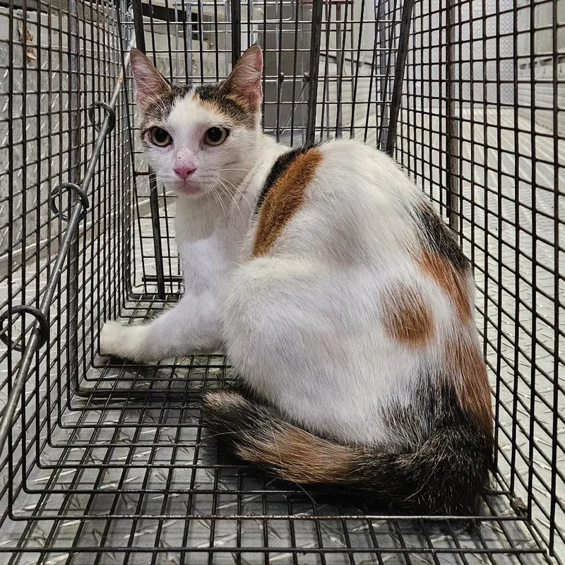 A young small-sized female Calico Domestic Short Hair cat named Mitzy for adoption in Lake Jackson, TX