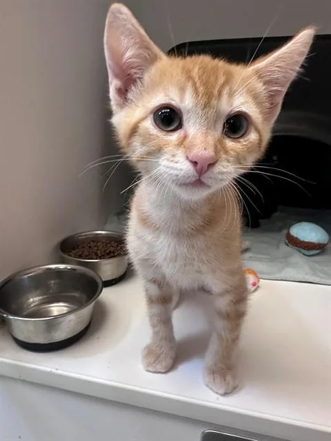 A baby small-sized male Domestic Short Hair cat named Ed for adoption in San Luis Obispo, CA