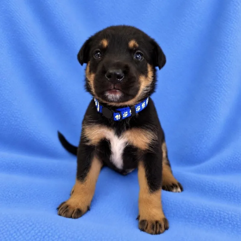 A baby medium-sized male German Shepherd Dog dog named Benny for adoption in St. Peters, MO