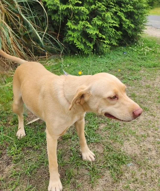 A young medium-sized female Yellow / Tan / Blond / Fawn Labrador Retriever dog named Maya for adoption in Manhasset, NY