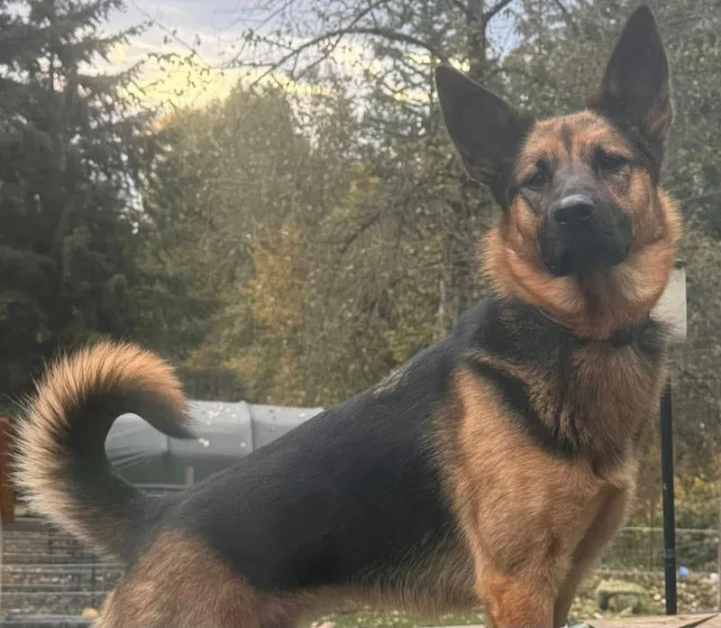 An adult medium-sized female Bicolor German Shepherd Dog dog named Sadie for adoption in Olympia, WA