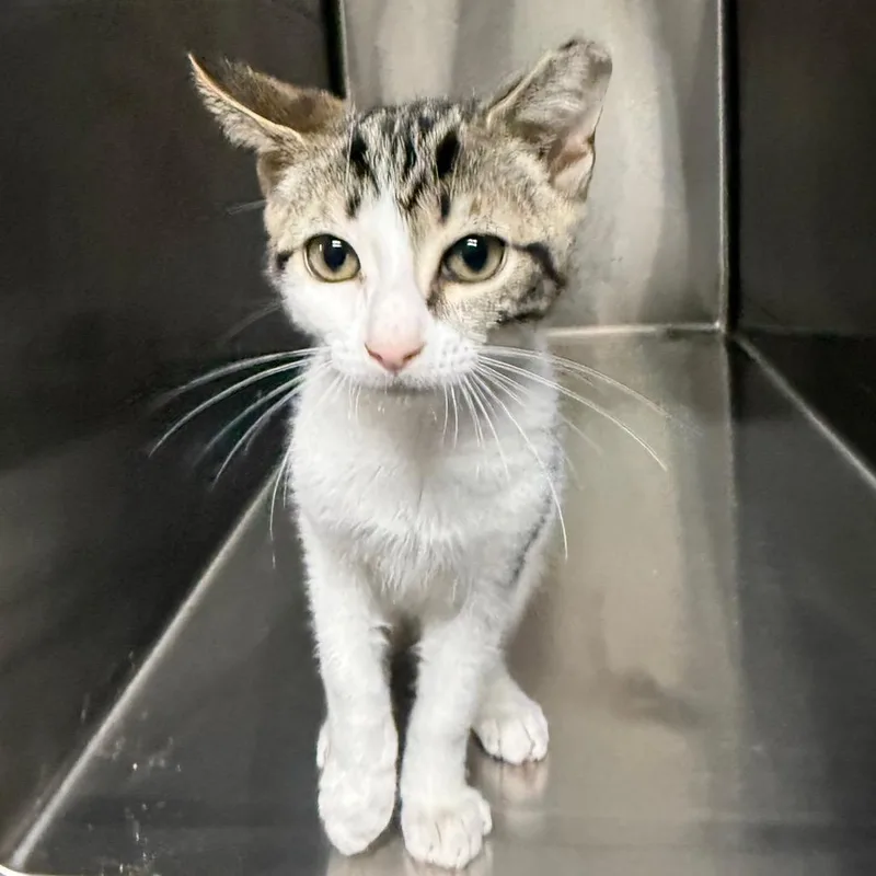 A baby small-sized male Brown / Chocolate American Shorthair cat named Toast for adoption in Hamilton, GA