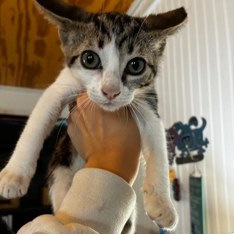 Toast thumbnail 4