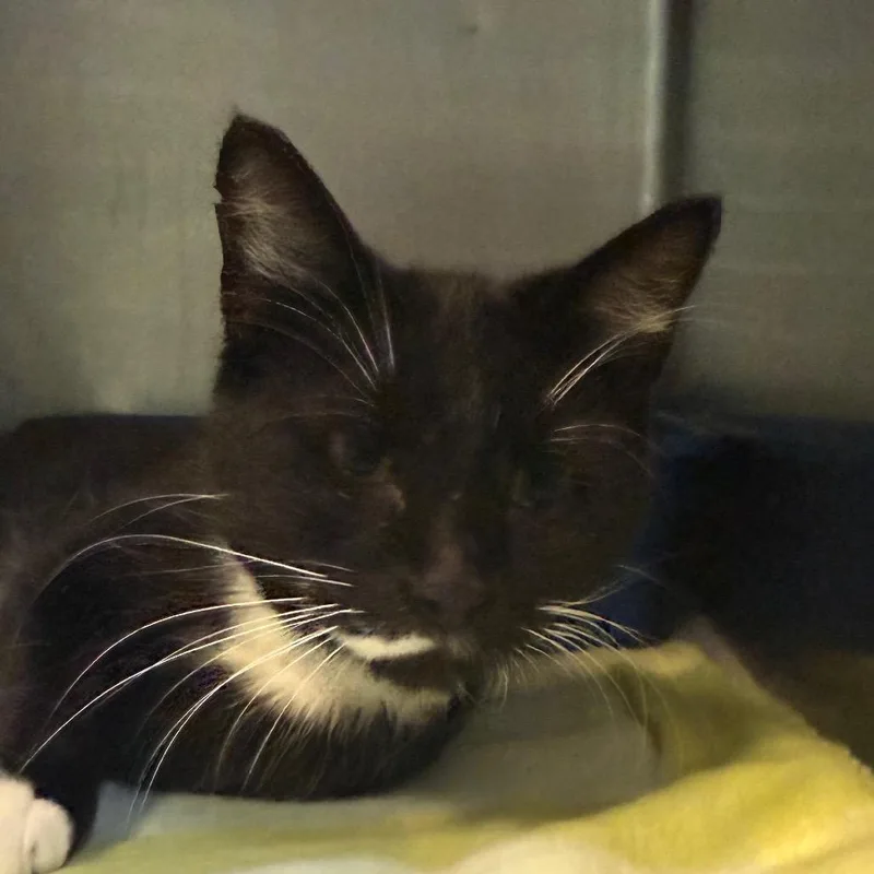A young small-sized female Black Domestic Short Hair cat named Rosemary for adoption in Jacksonville, AR