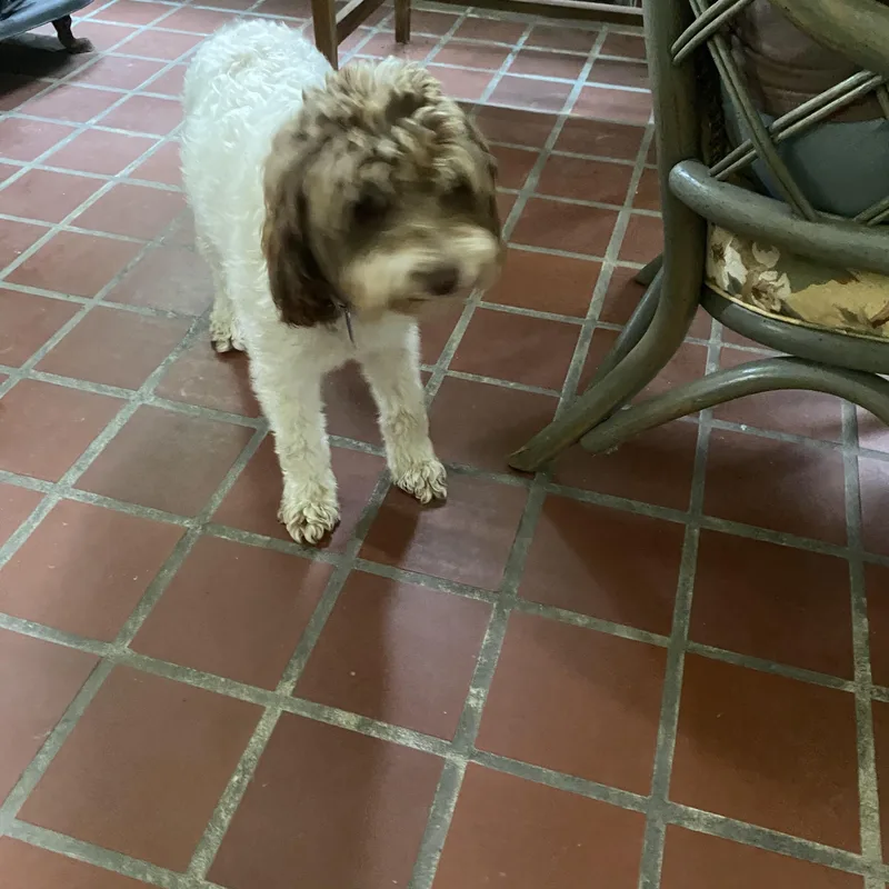 An adult small-sized female White / Cream Labradoodle dog named Lucy for adoption in Blytheville, AR