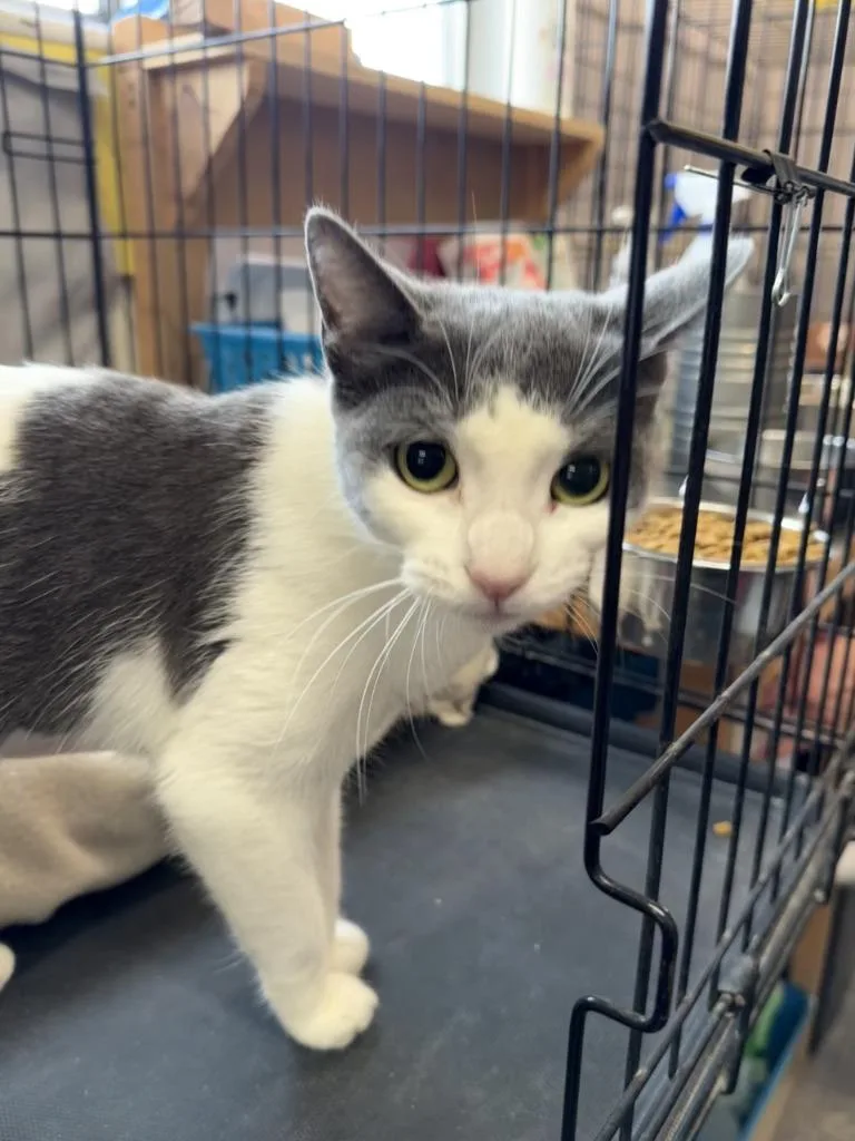 A young large-sized female Domestic Short Hair cat named Jenifurr for adoption in Ogden, UT