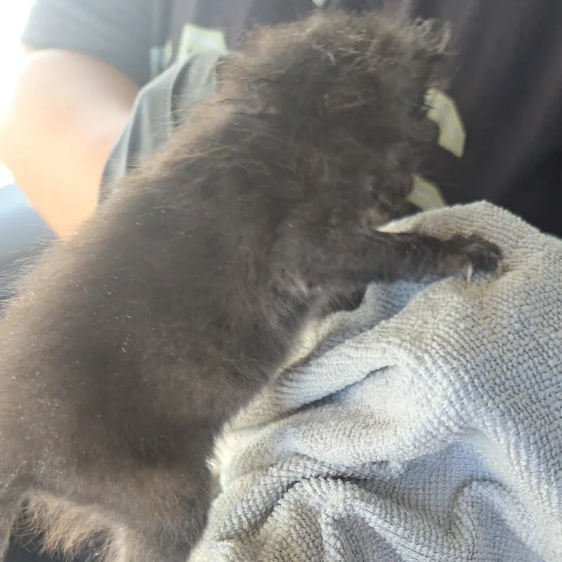 A baby small-sized male Black Domestic Short Hair cat named Noah for adoption in Wickenburg, AZ