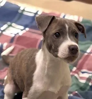 A baby small-sized female Gray / Blue / Silver Terrier dog named Jenson for adoption in Kalamazoo, MI