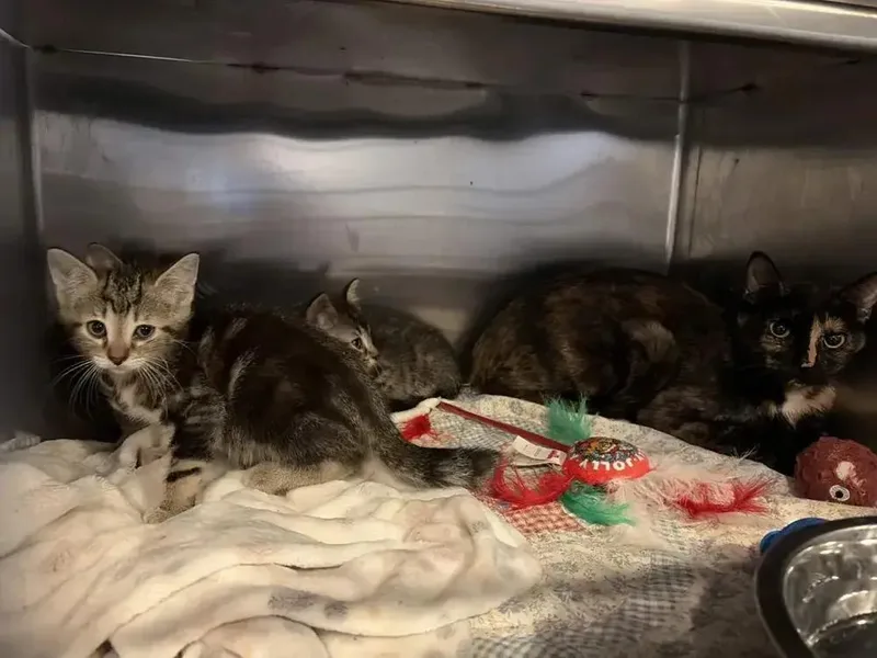 An adult medium-sized female Tortoiseshell Domestic Short Hair cat named Tango for adoption in Grand Rapids, MI