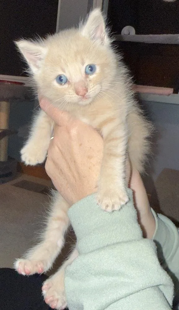 Pookie Bear thumbnail 2