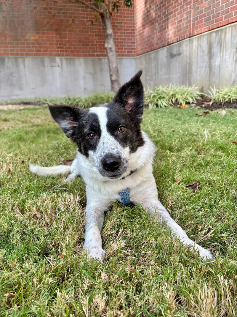 A young medium-sized female Cattle Dog dog named Talulah for adoption in Southaven, MS