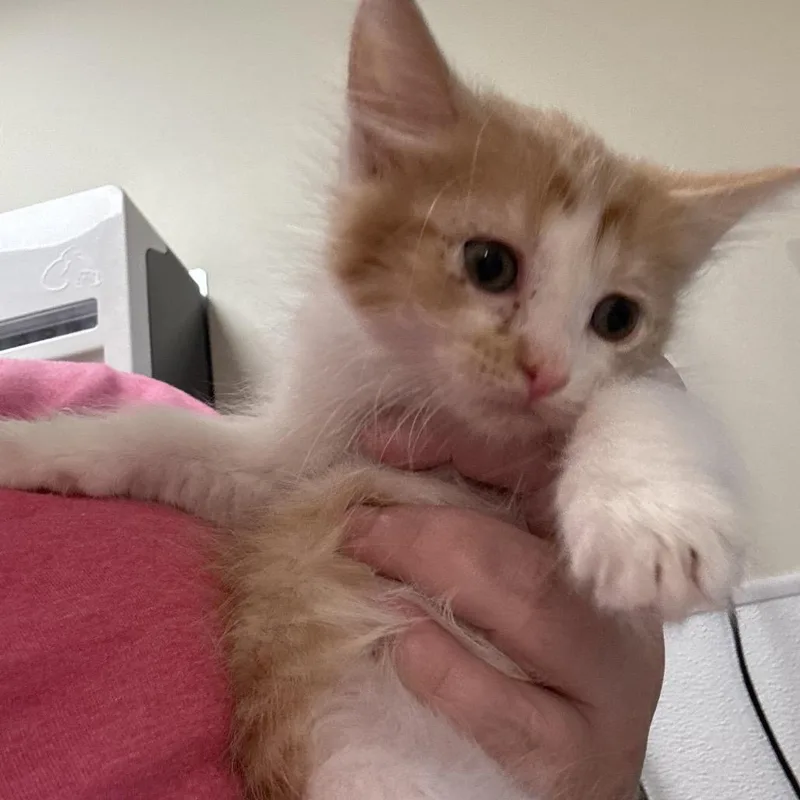 A baby small-sized female Orange / Red Domestic Medium Hair cat named Yuzu for adoption in Tulsa, OK