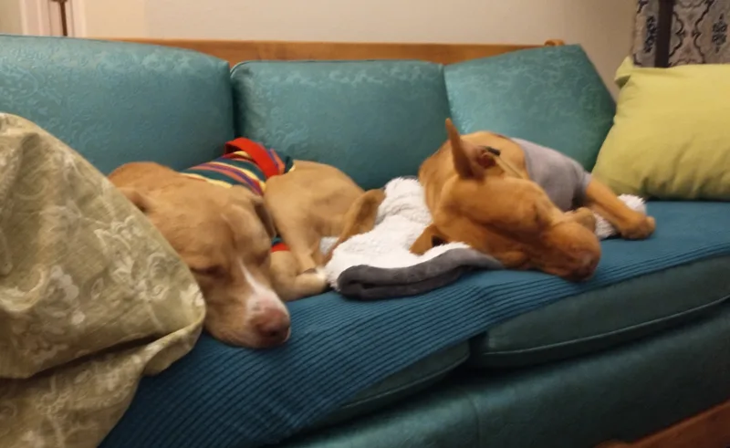 Truffles thumbnail 2