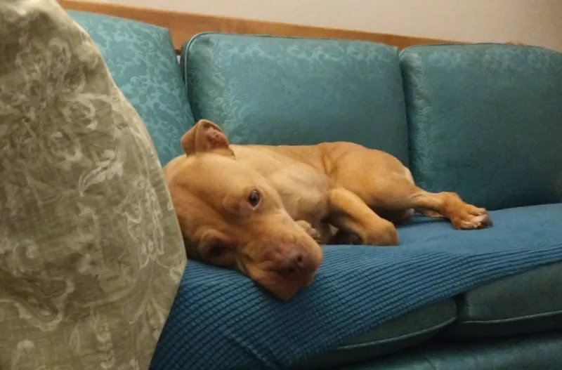 Truffles thumbnail 5