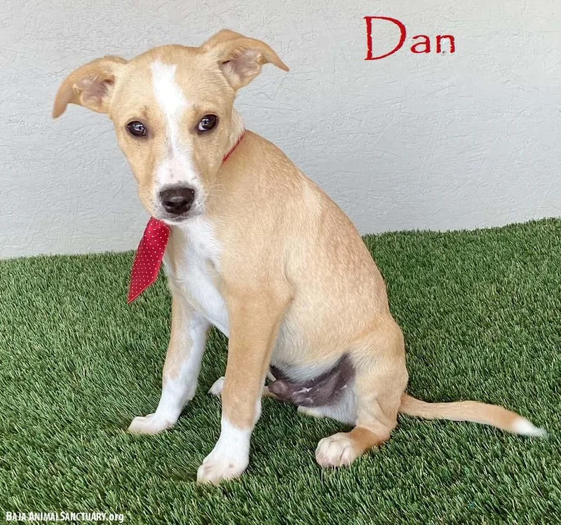 Dan