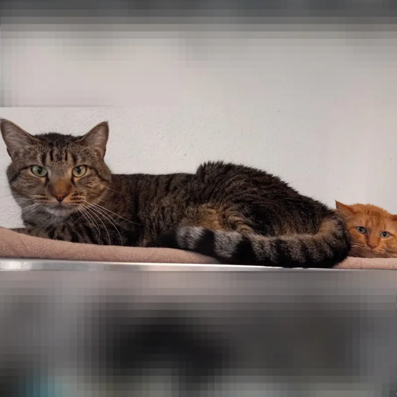 Chewie thumbnail 6