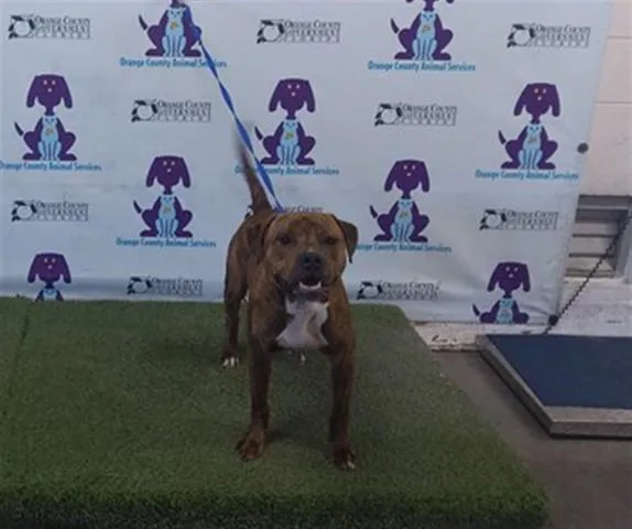 An adult medium-sized male Pit Bull Terrier dog named Tigger for adoption in Orlando, FL