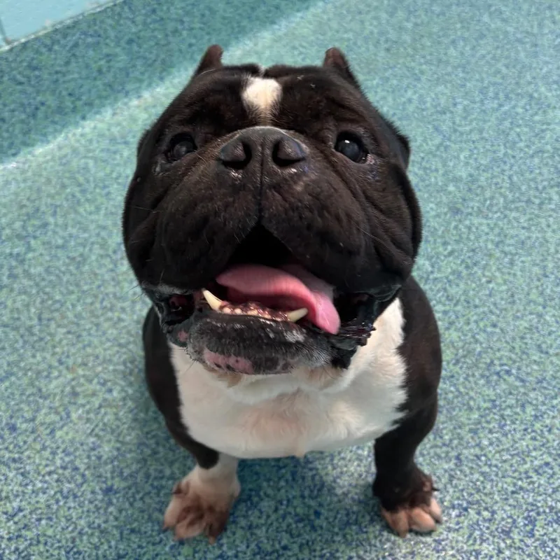 An adult medium-sized male Black Mixed Breed dog named Spud for adoption in Naples, FL