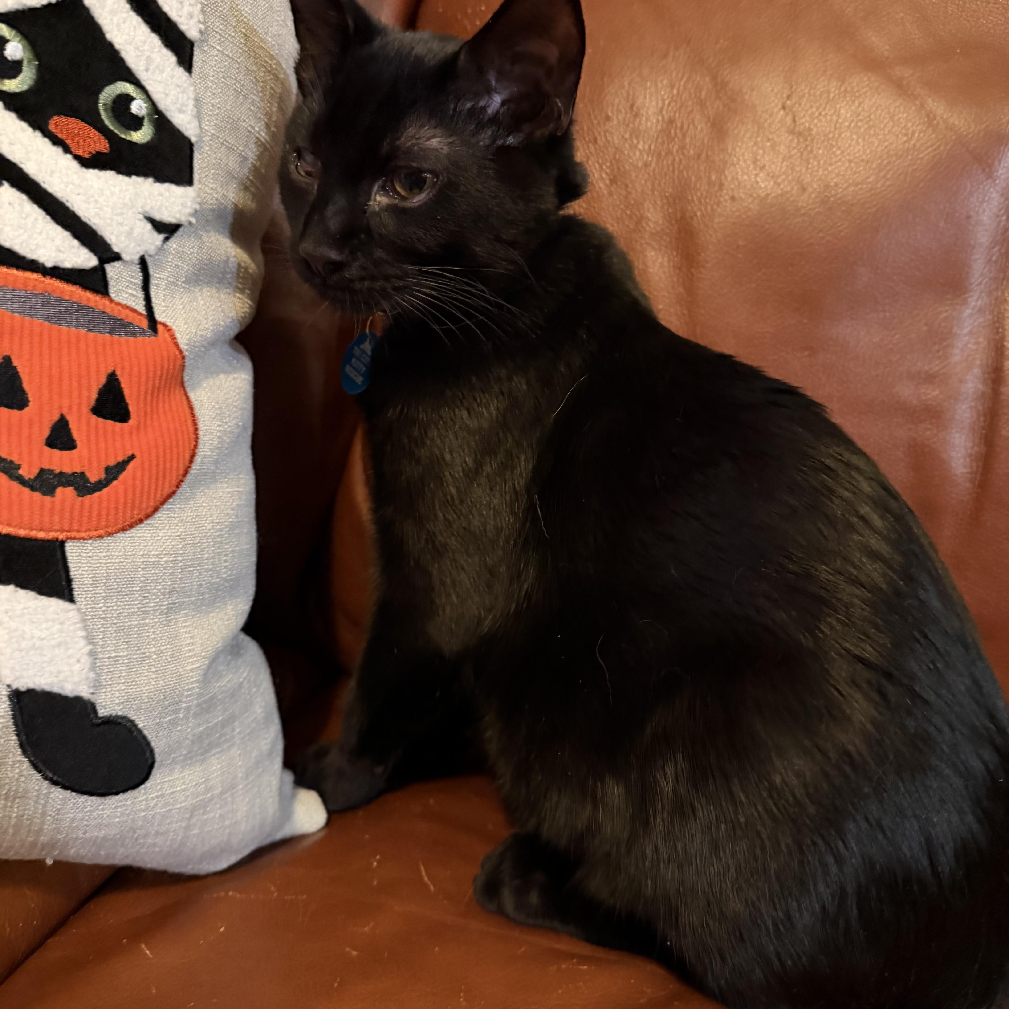 A young medium-sized male Black Domestic Short Hair cat named Jekyll for adoption in Pasco, WA