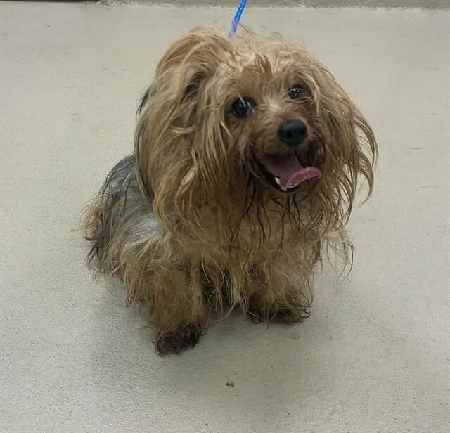 An adult small-sized male Yorkshire Terrier dog named Kendrick for adoption in Canton , GA