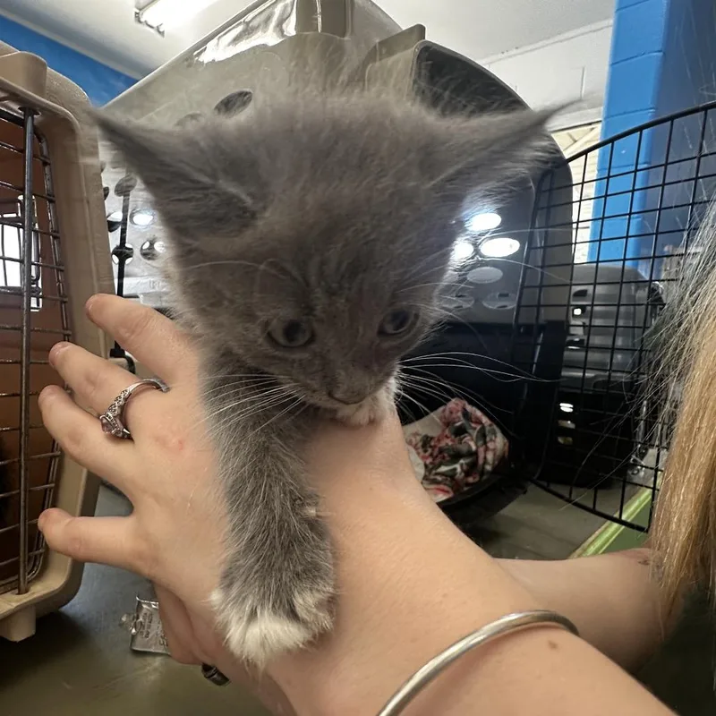 A baby small-sized female Gray / Blue / Silver Domestic Short Hair cat named Sheeba for adoption in Montgomery, AL