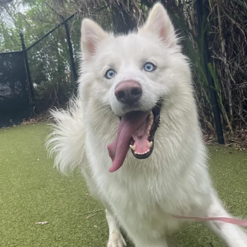 An adult medium-sized male White / Cream Mixed Breed dog named Nanook for adoption in Sarasota, FL