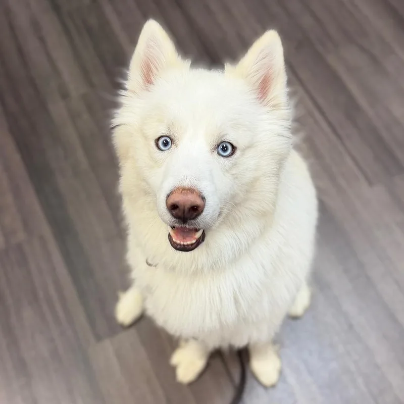 Nanook thumbnail 2