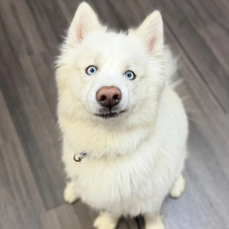 Nanook thumbnail 3