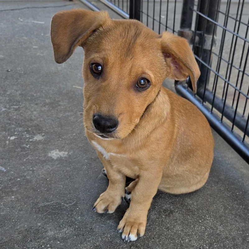 A baby small-sized female Labrador Retriever dog named Hope for adoption in Pacifica, CA