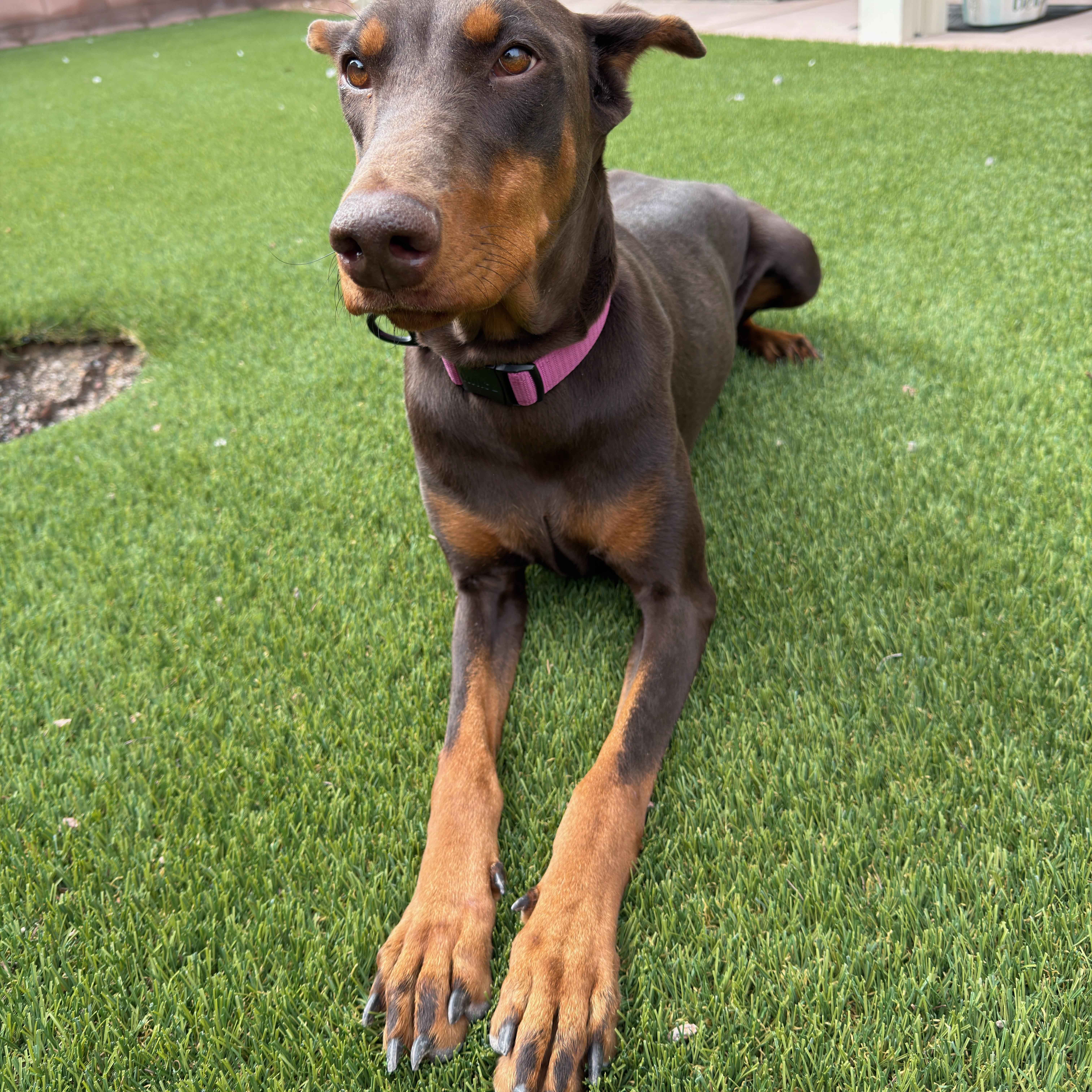 An adult medium-sized female Brown / Chocolate Doberman Pinscher dog named Khaleesi for adoption in Henderson, NV