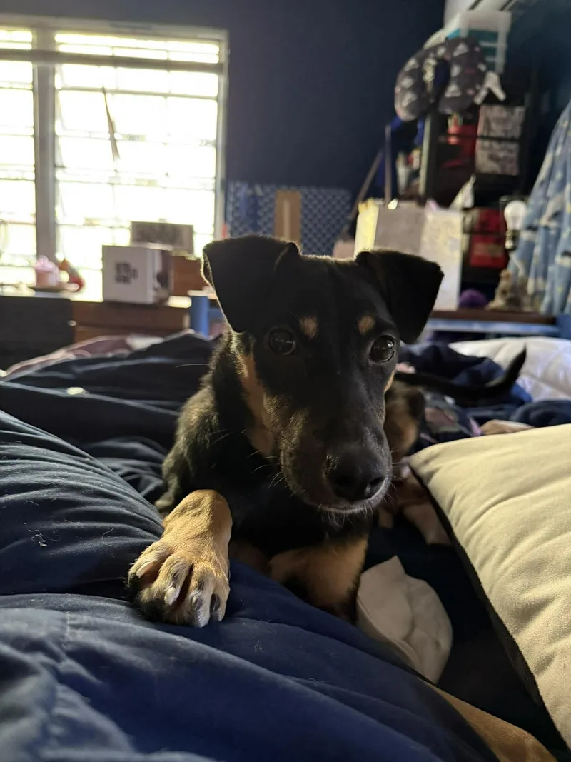 Don Perroniel thumbnail 2