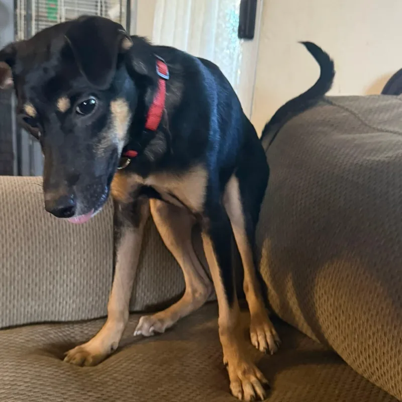 Don Perroniel thumbnail 3