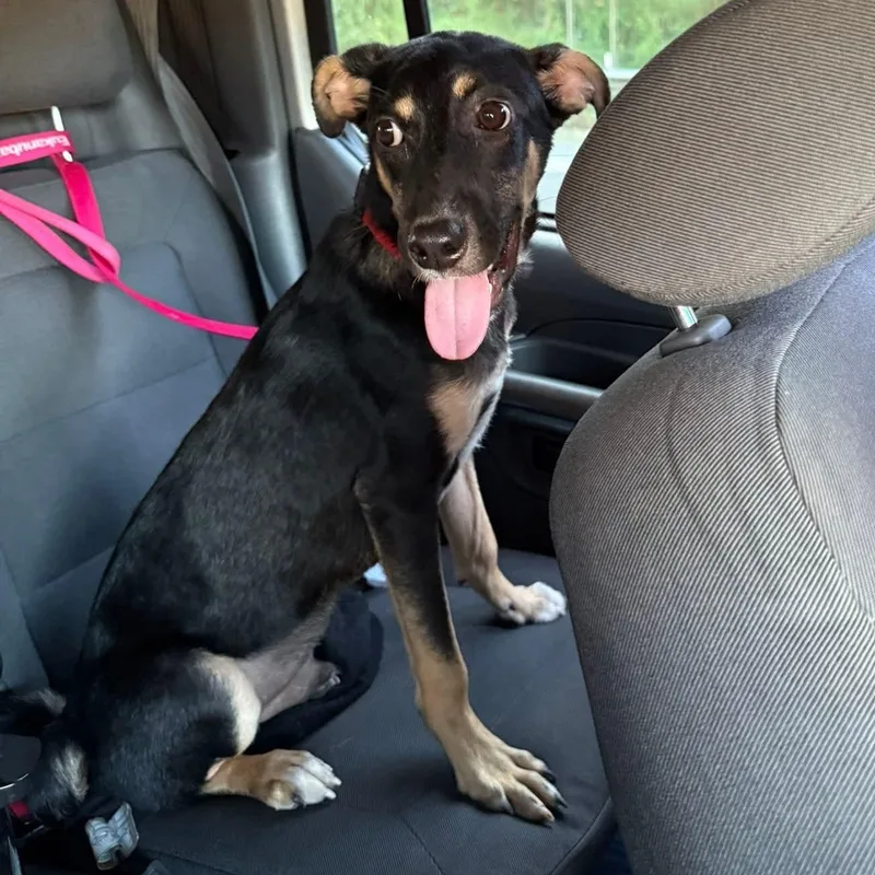 Don Perroniel thumbnail 4