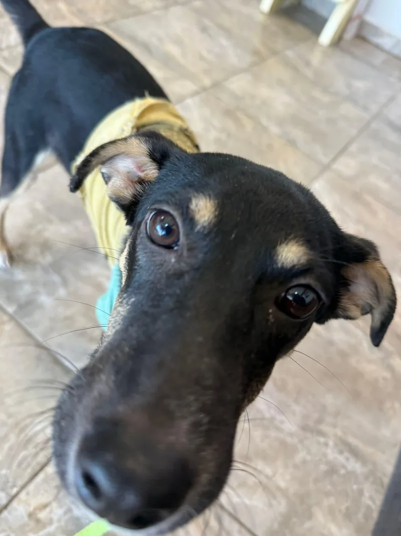 Don Perroniel thumbnail 5