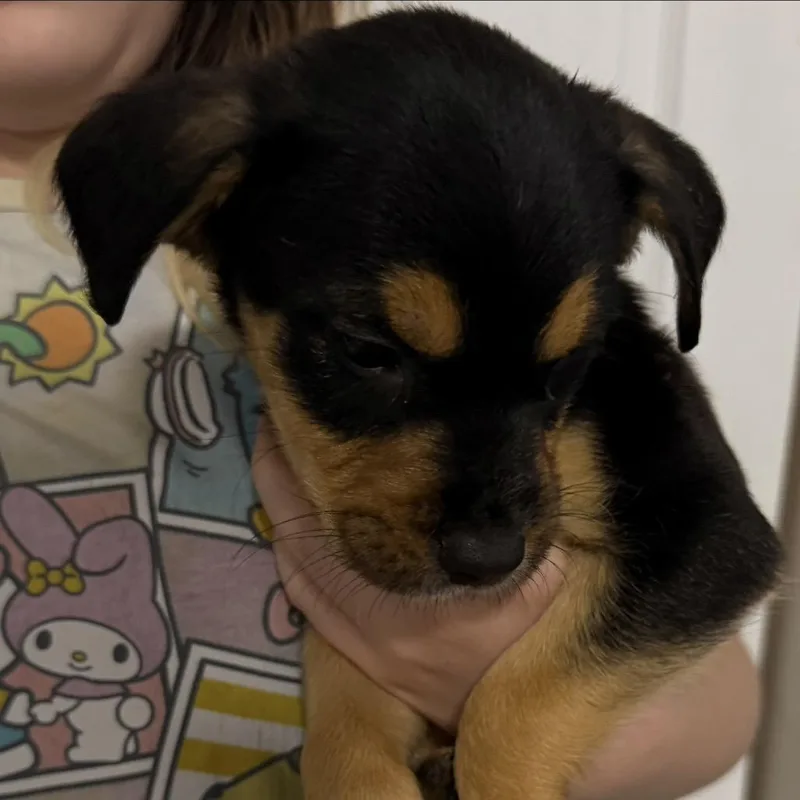 A baby small-sized male Yellow / Tan / Blond / Fawn Mixed Breed dog named Nickelodeon for adoption in Rockville, MD