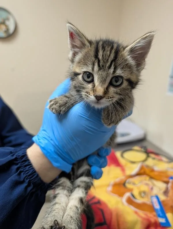 A baby small-sized female Domestic Short Hair cat named Kiwi for adoption in Sherwood, OR