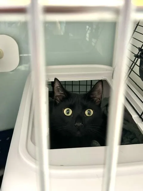 An adult medium-sized female Black Domestic Short Hair cat named Madame Myrtle for adoption in Muskegon, MI
