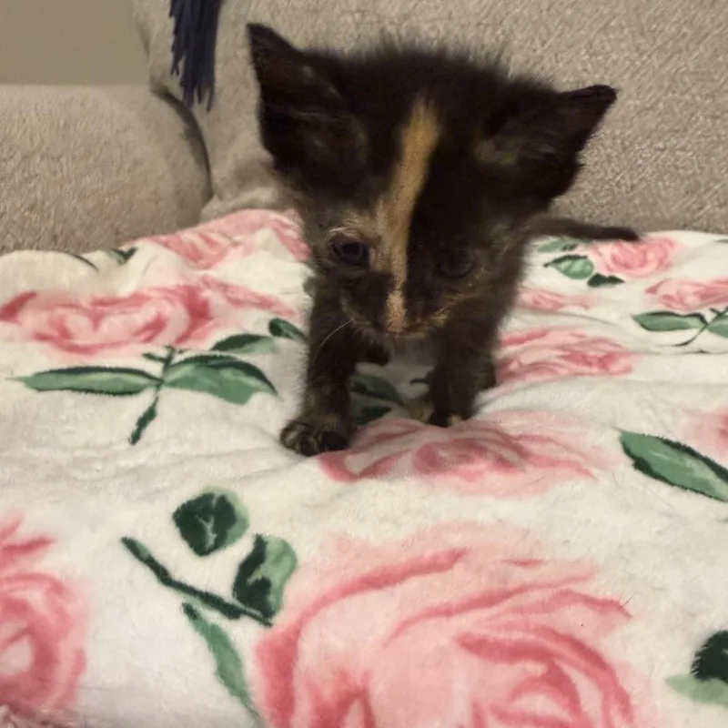 A baby small-sized female Tortoiseshell Domestic Short Hair cat named Dandy for adoption in South Elgin, IL