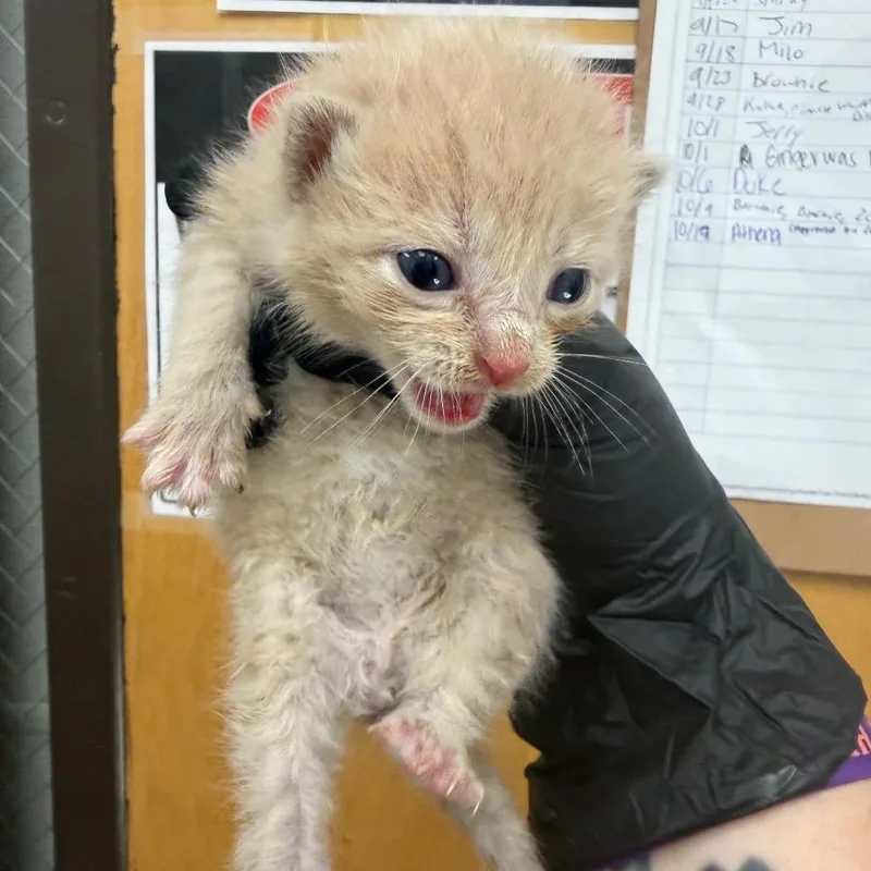 A baby small-sized male Buff / Tan / Fawn Domestic Short Hair cat named Landon for adoption in Columbiana, AL
