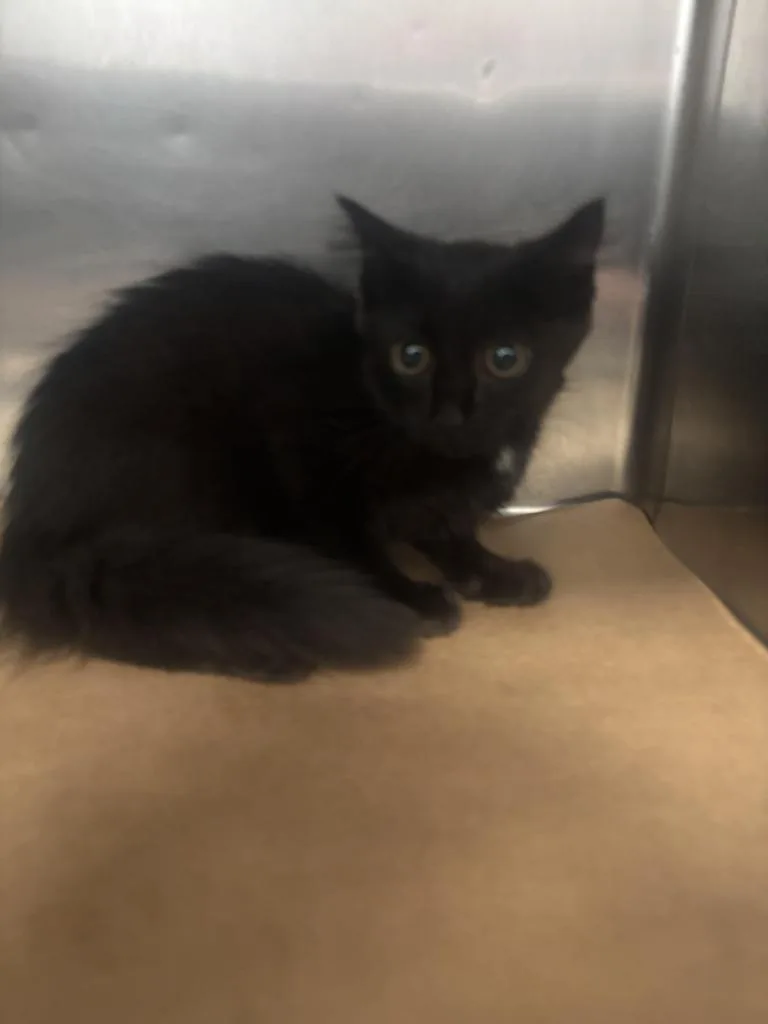 A baby large-sized female Domestic Short Hair cat named Butterfinger for adoption in Cartersville , GA