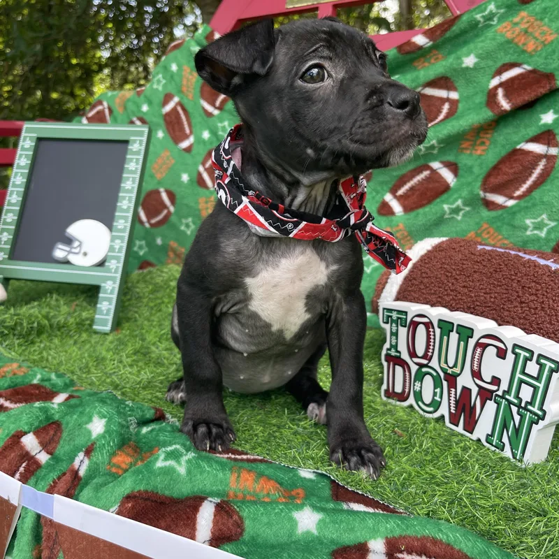 A baby medium-sized female Pit Bull Terrier dog named Raven for adoption in Sebring, FL