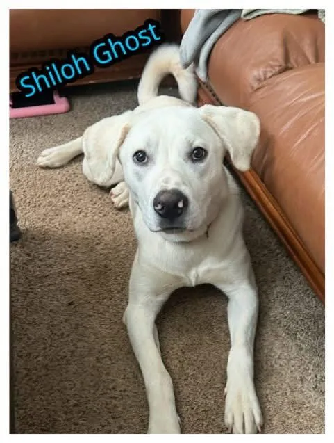 A young medium-sized male Labrador Retriever dog named Shiloh Ghost for adoption in Alpharetta, GA