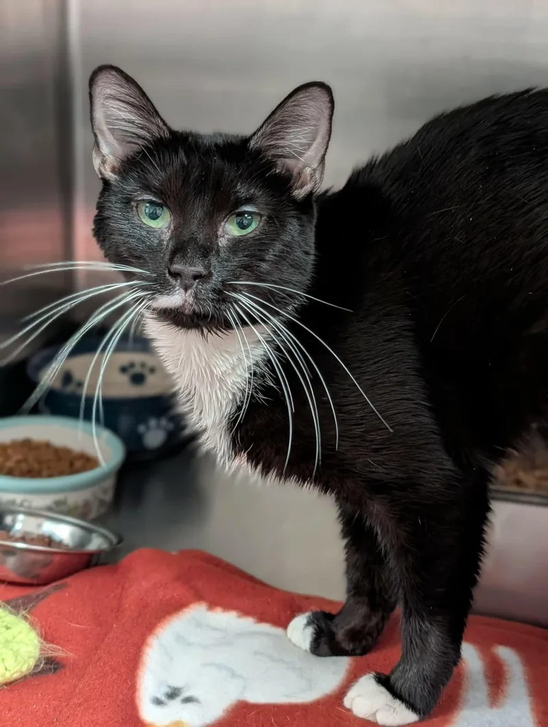 An adult medium-sized female Black & White / Tuxedo Domestic Short Hair cat named Pidgey for adoption in Chambersburg, PA