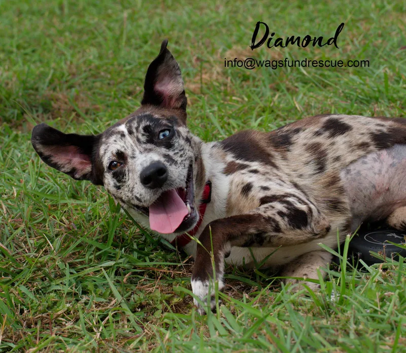 A baby medium-sized female Merle (Blue) Catahoula Leopard Dog dog named Diamond for adoption in Houston, TX