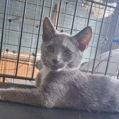 A baby small-sized female Gray / Blue / Silver Domestic Short Hair cat named CloudMeet me at Lakeville for adoption in Buffalo, MN