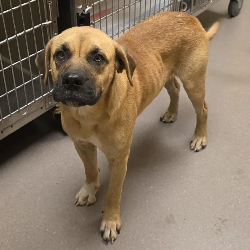 A young medium-sized male Black Mouth Cur dog named Ichabod for adoption in Norman, OK